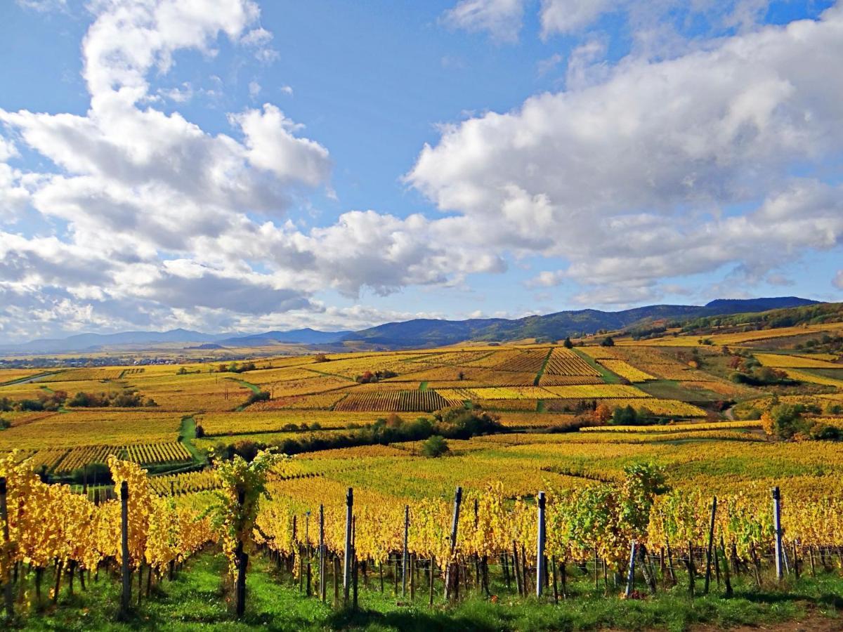 Au Coeur Des Vignes Apartman Bergheim Kültér fotó