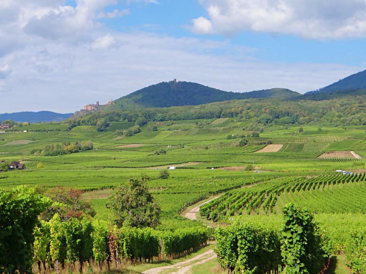 Au Coeur Des Vignes Apartman Bergheim Kültér fotó