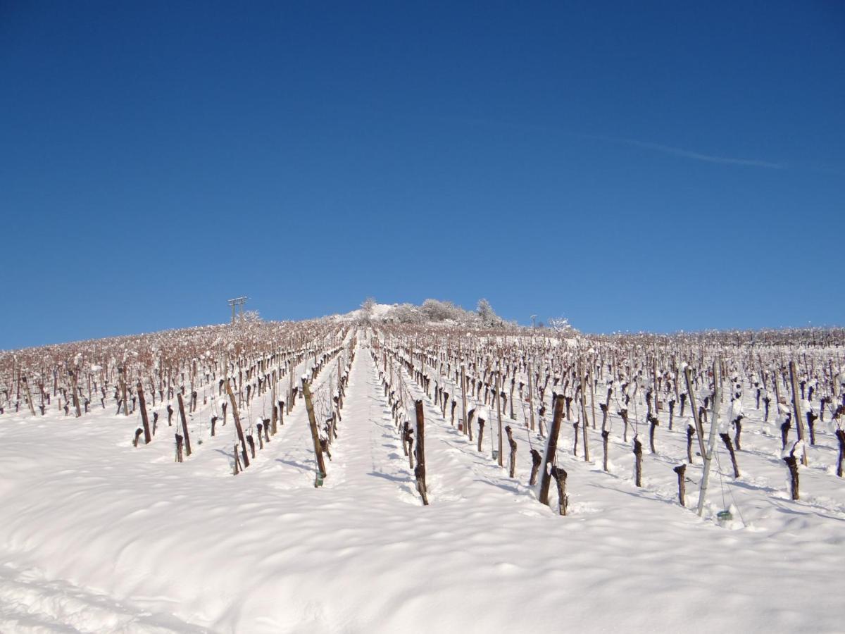 Au Coeur Des Vignes Apartman Bergheim Kültér fotó