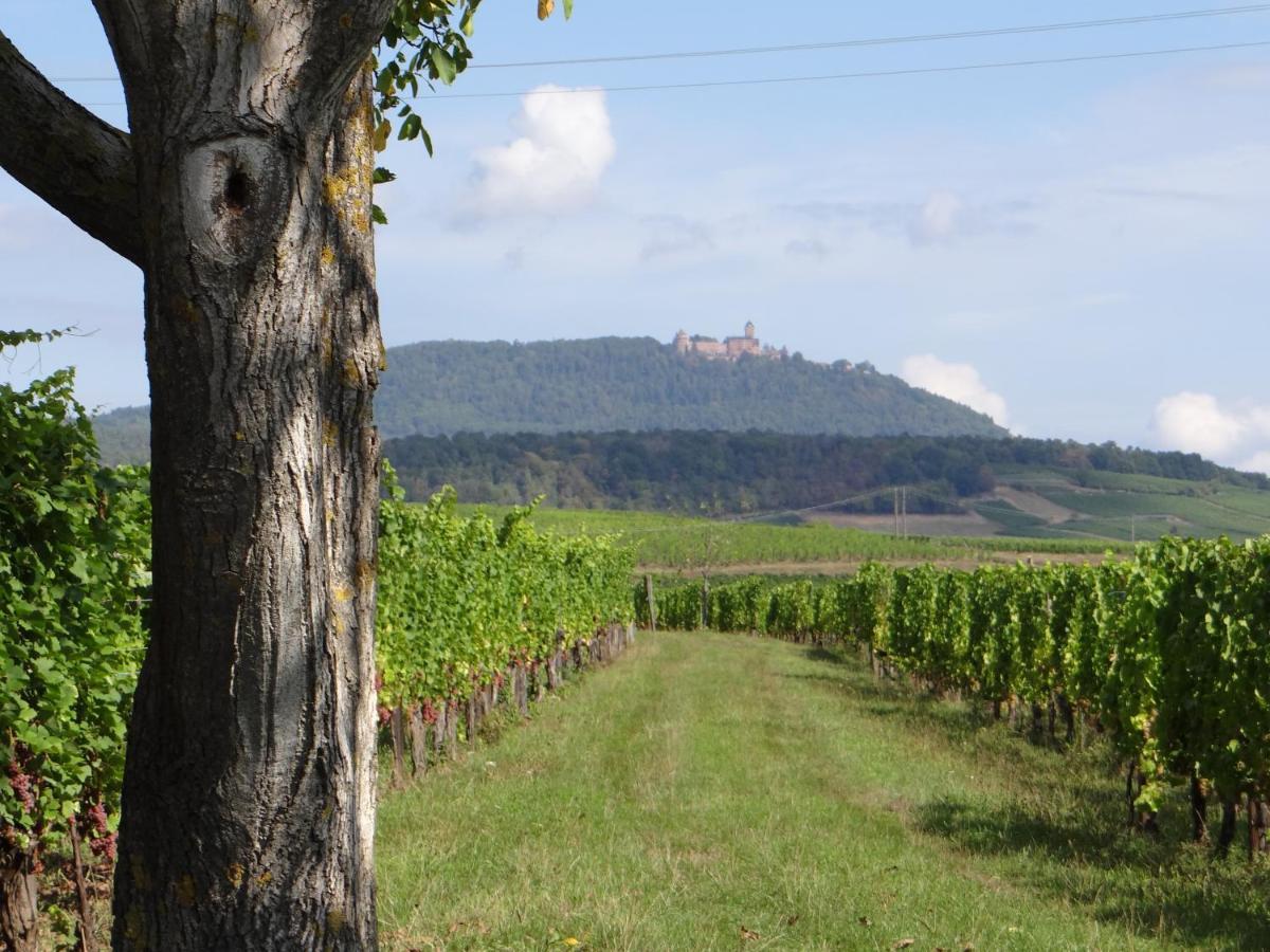 Au Coeur Des Vignes Apartman Bergheim Kültér fotó