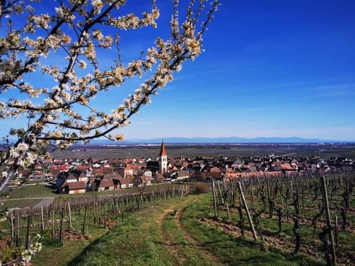 Au Coeur Des Vignes Apartman Bergheim Kültér fotó