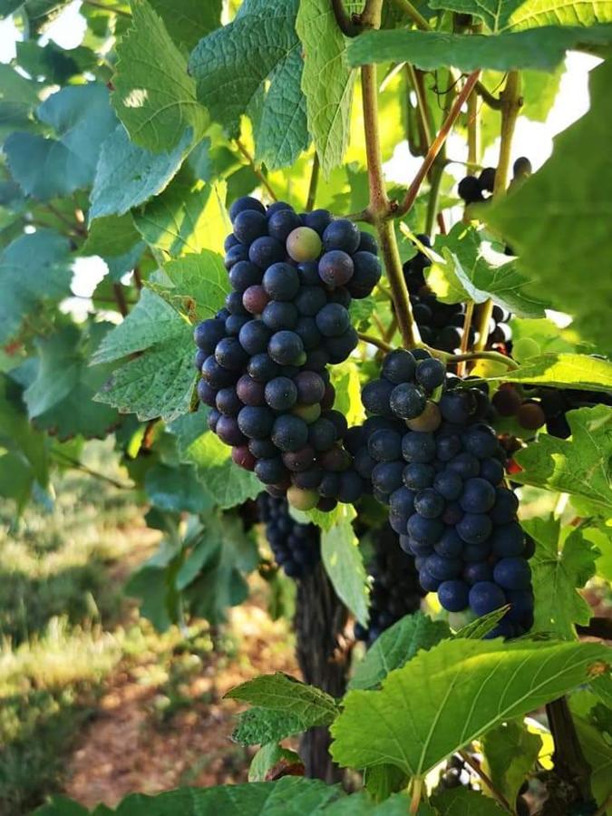 Au Coeur Des Vignes Apartman Bergheim Kültér fotó